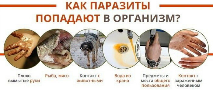 Какие продукты выводят паразитов